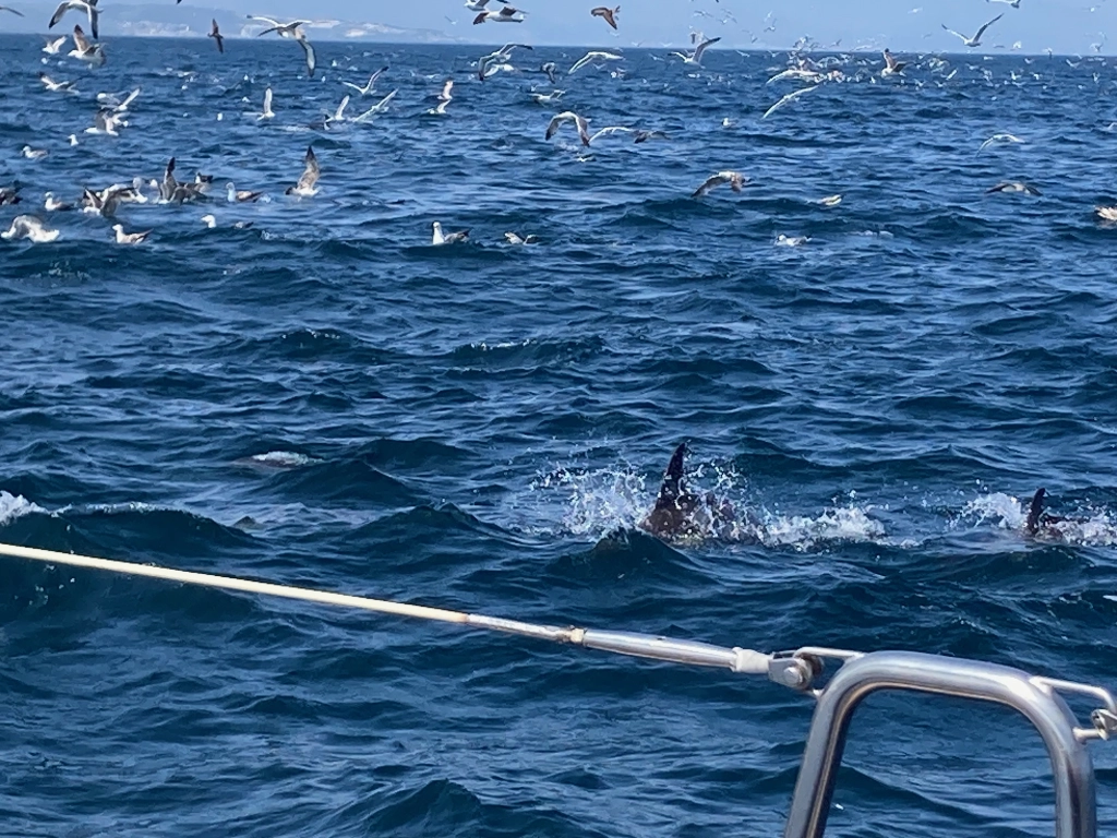 Dolphins everywhere: our yacht was surrounded by a super-pod of these lovely creatures as we turned in the choppy waters near Gibraltar